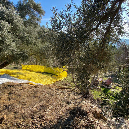 Özel Seri Soğuk Sıkım Zeytinyağı 750 ML