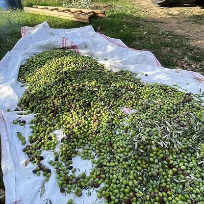 Özel Seri Soğuk Sıkım Zeytinyağı 750 ML